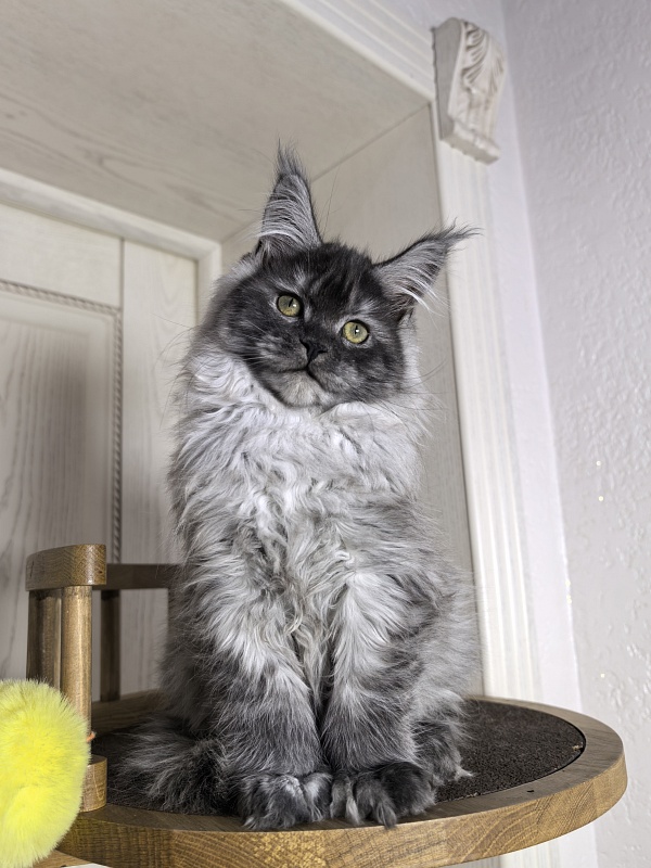 Xoiya Akbars (polydactyl 66/66) - Kitten maine-coon 3 months