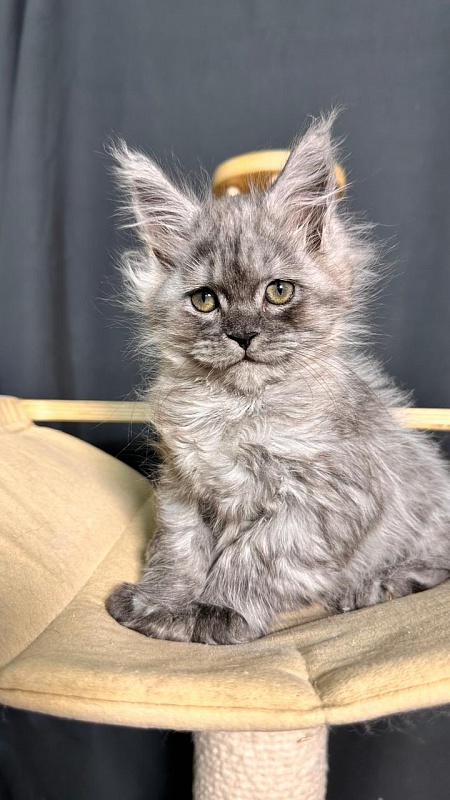 Xoiya Akbars (polydactyl 66/66) - Kitten maine-coon 2 months