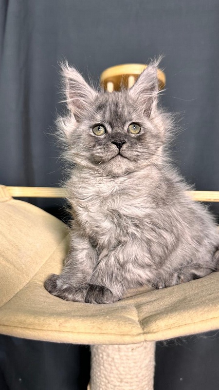 Xoiya Akbars (polydactyl 66/66) - Kitten maine-coon 2 months