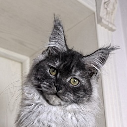 Xoiya Akbars (polydactyl 66/66)