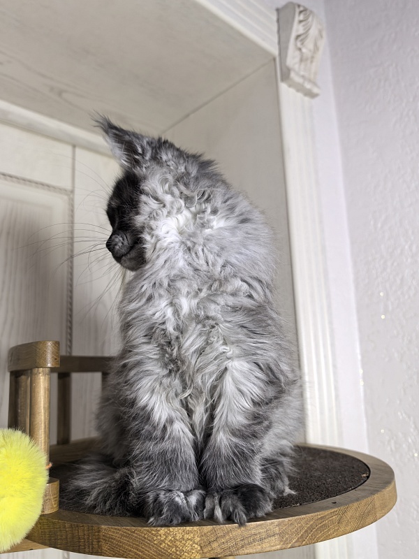 Xoiya Akbars (polydactyl 66/66) - Kitten maine-coon 3 months