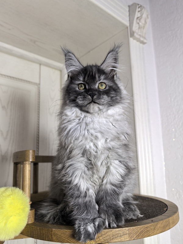 Xoiya Akbars (polydactyl 66/66) - Kitten maine-coon 3 months