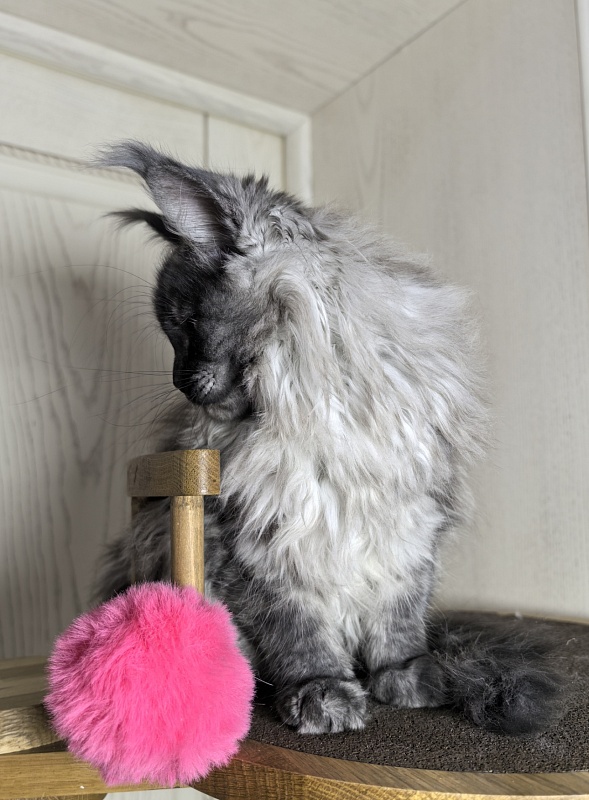 Zlata Star  Akbars - Kitten maine-coon 3 months