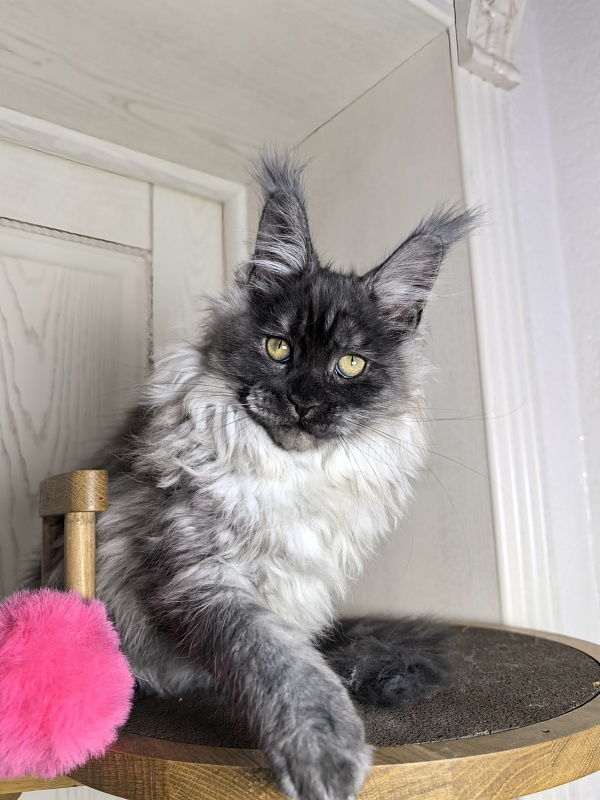 Zlata Star  Akbars - Kitten maine-coon 3 months