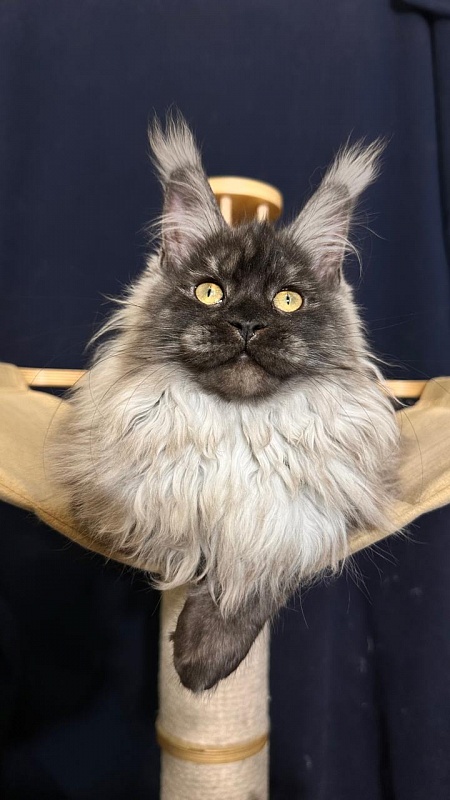 Zlata Star  Akbars - Kitten maine-coon 3 months 1.5 week