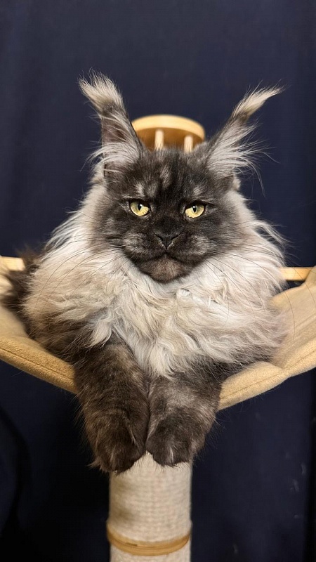 Zlata Star  Akbars - Kitten maine-coon 3 months 1.5 week