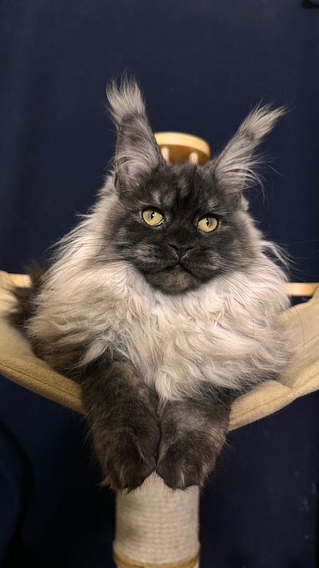 Zlata Star  Akbars - Kitten maine-coon 3 months 1.5 week