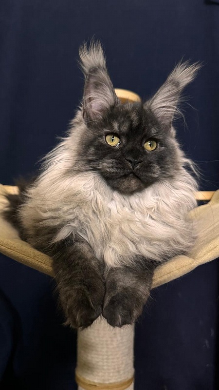 Zlata Star  Akbars - Kitten maine-coon 3 months 1.5 week