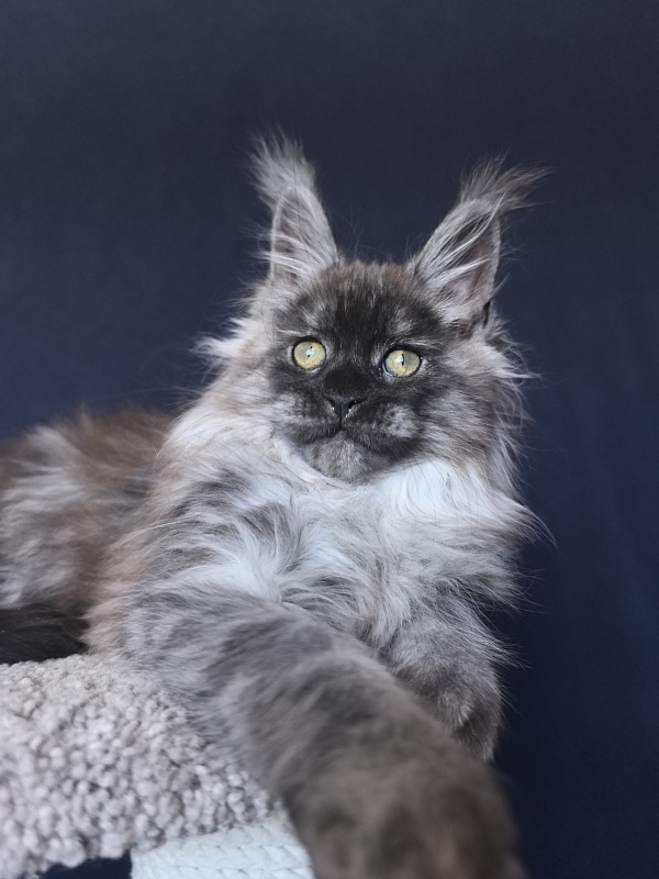 Zlata Star  Akbars - Kitten maine-coon 2 months