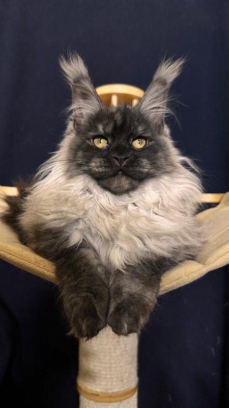 Zlata Star  Akbars - Kitten maine-coon 3 months 1.5 week