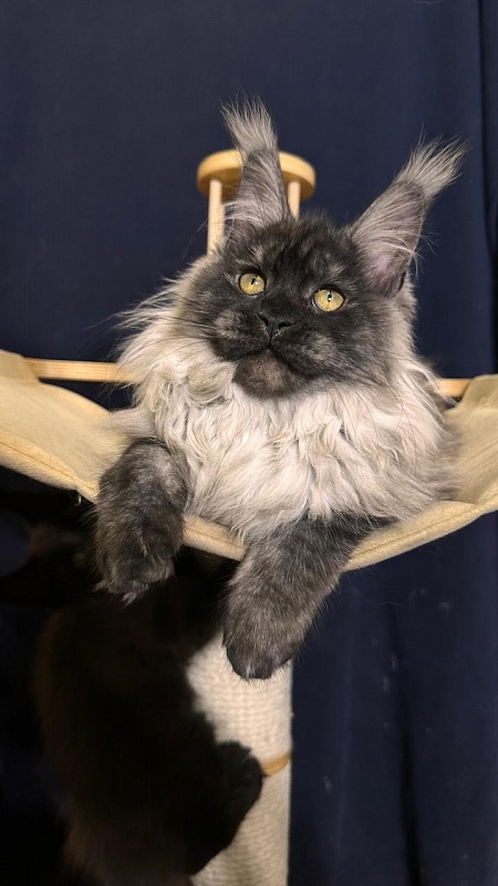 Zlata Star  Akbars - Kitten maine-coon 3 months 1.5 week