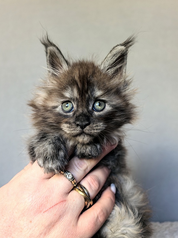 Zlata Star  Akbars - Kitten maine-coon 1 month