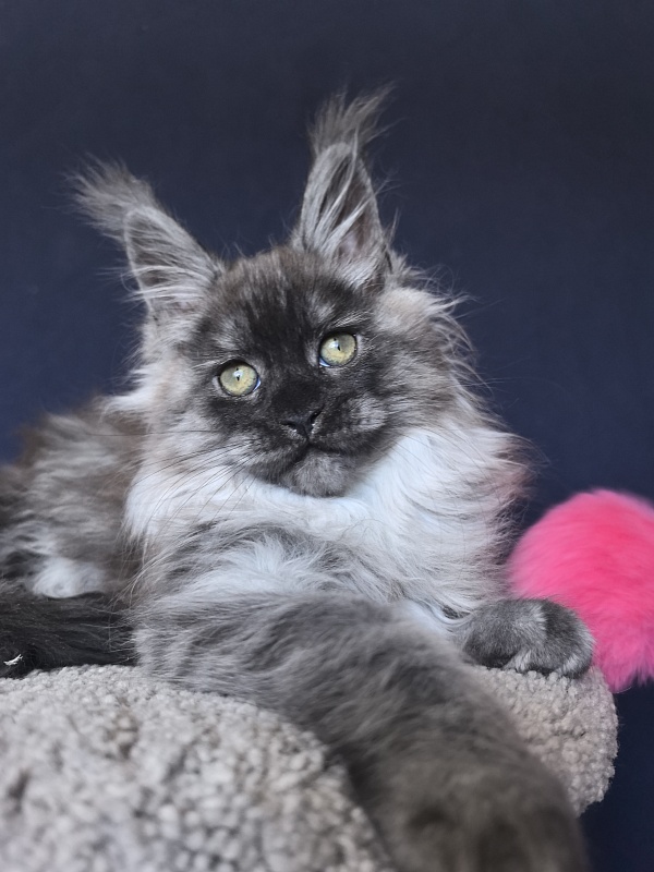 Zlata Star  Akbars - Kitten maine-coon 2 months