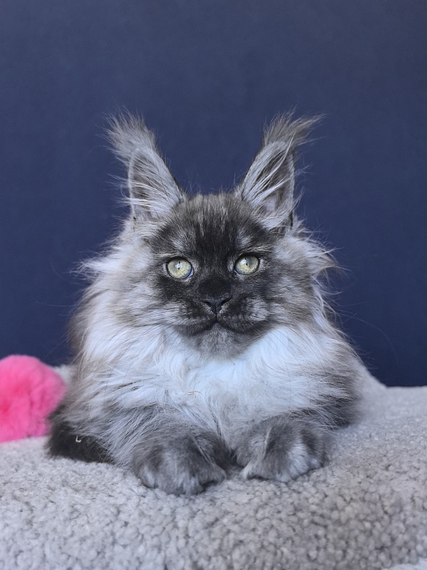 Zlata Star  Akbars - Kitten maine-coon 2 months