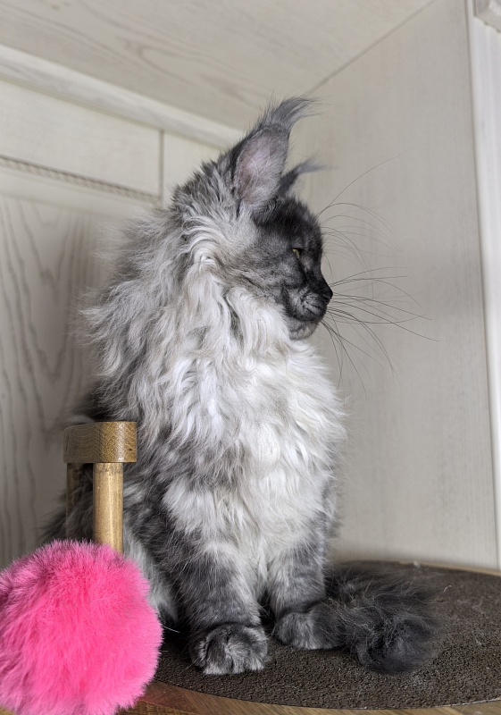 Zlata Star  Akbars - Kitten maine-coon 3 months