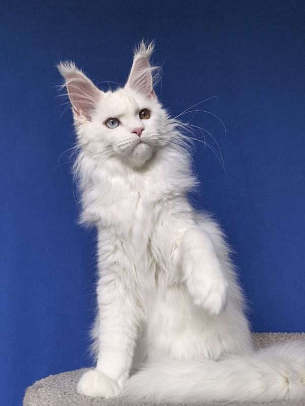 Van*Damme Akbars - Kitten maine-coon 4 months 2 weeks