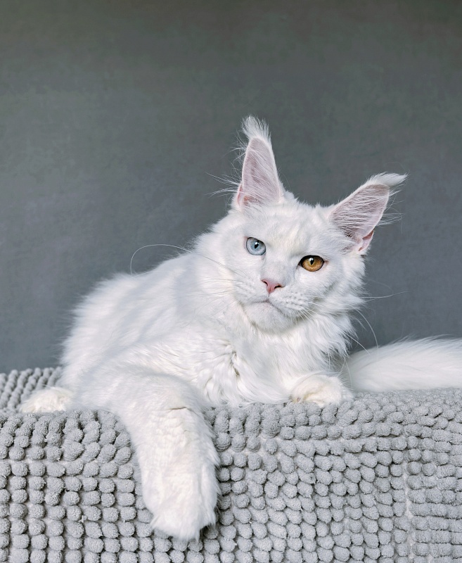 Van*Damme Akbars - Kitten maine-coon 6 months 2.5 weeks