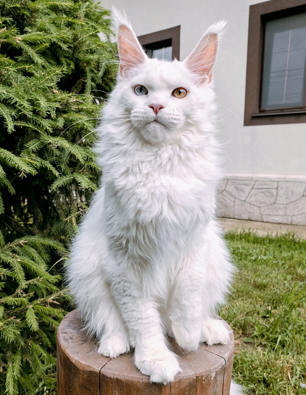 Van*Damme Akbars - Kitten maine-coon 6 months 2.5 weeks