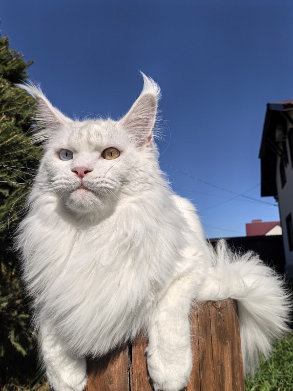 Van*Damme Akbars - Junior maine-coon 9 months 4 weeks