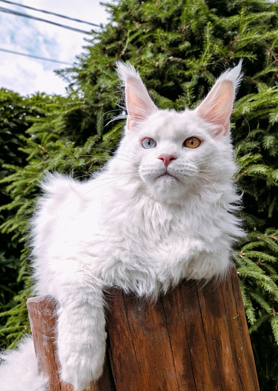 Van*Damme Akbars - Kitten maine-coon 6 months 2.5 weeks