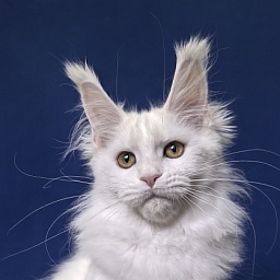 Wilma Cat Akbars