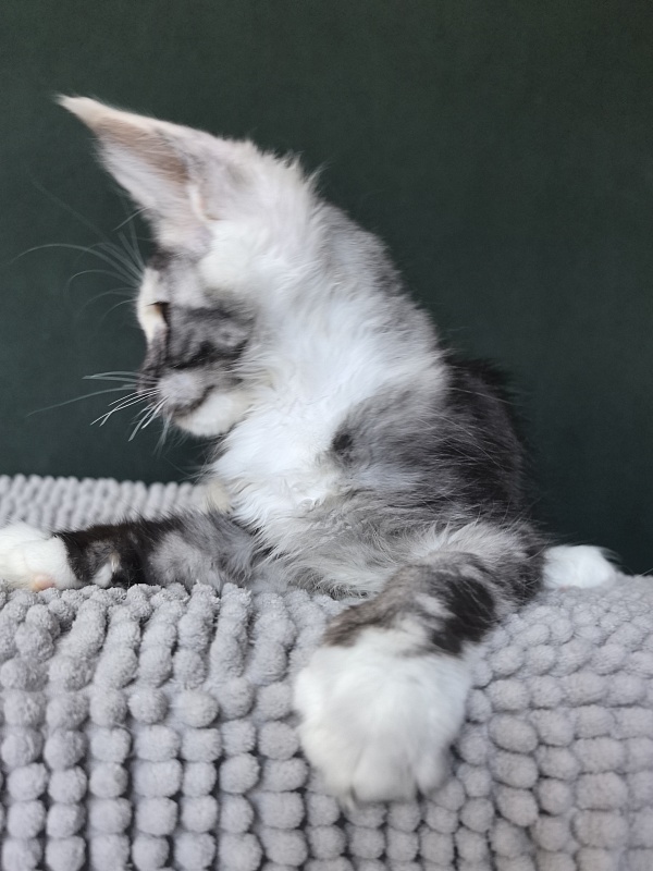 Alfa Akbars - Kitten maine-coon 3 months