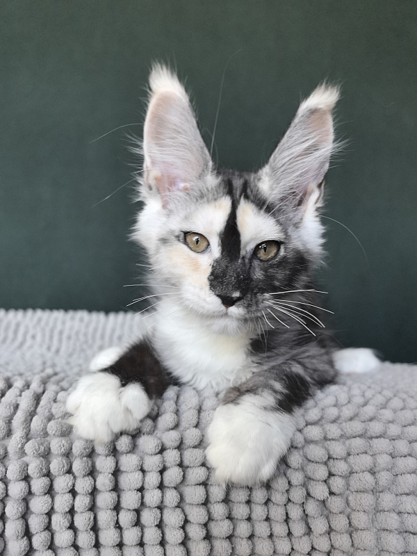 Alfa Akbars - Kitten maine-coon 3 months