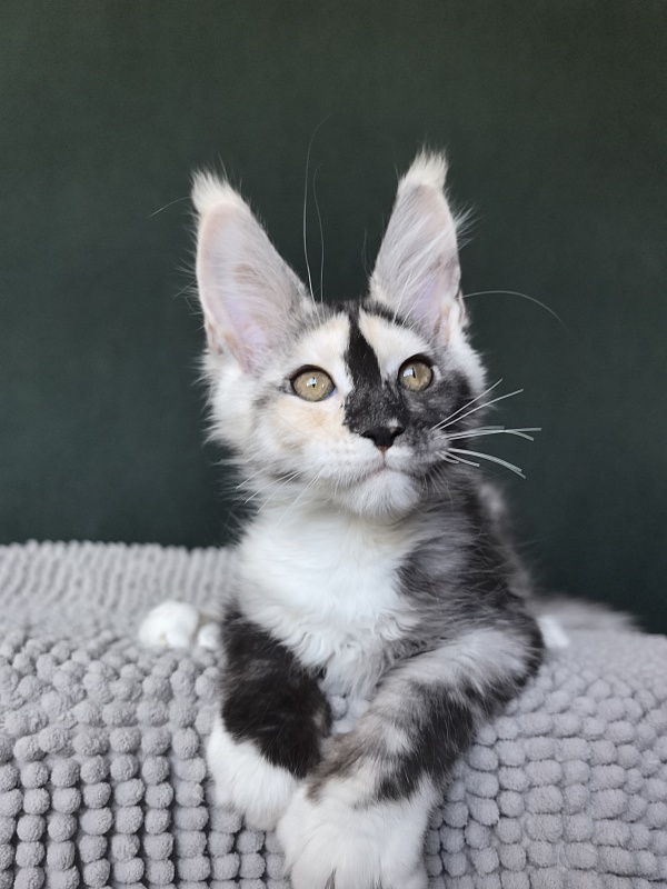 Alfa Akbars - Kitten maine-coon 3 months