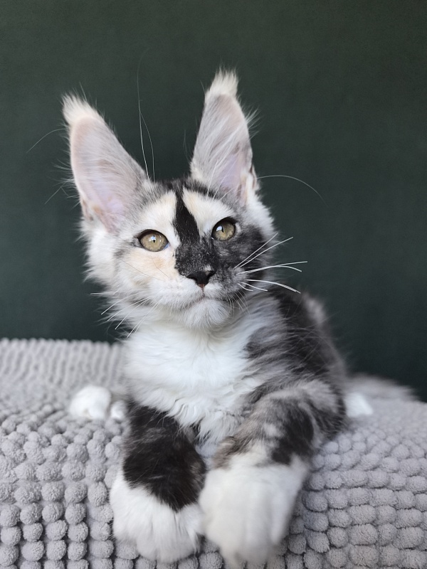 Alfa Akbars - Kitten maine-coon 3 months