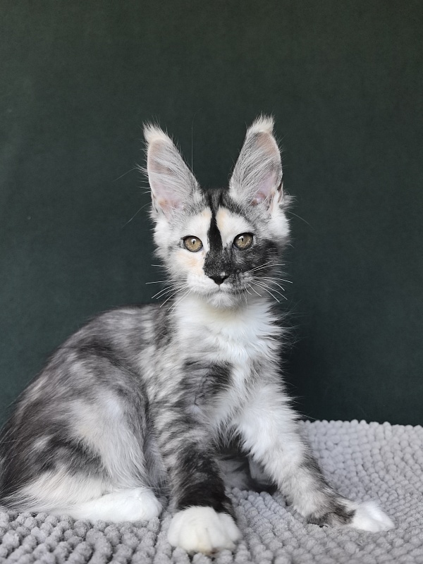 Alfa Akbars - Kitten maine-coon 3 months