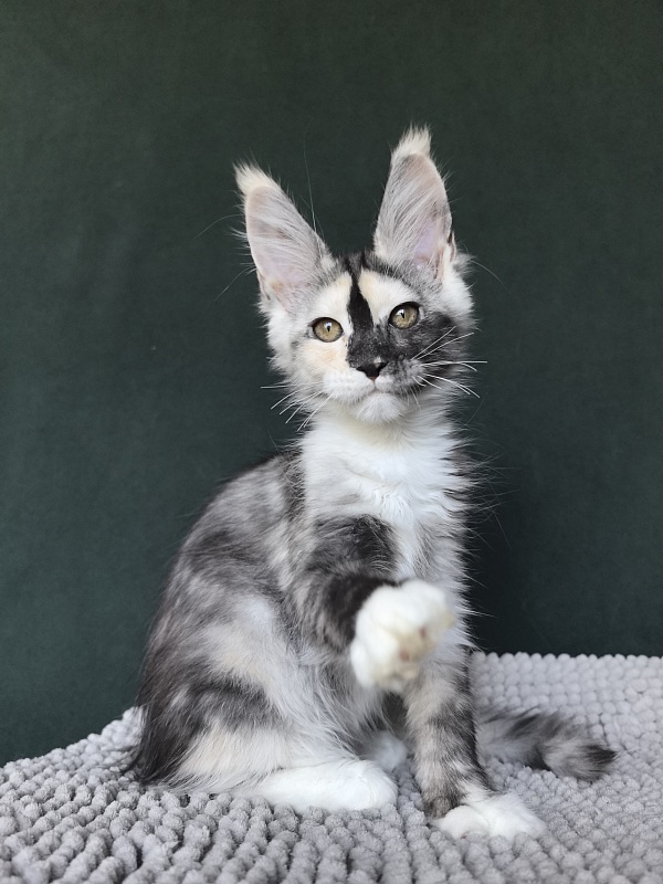 Alfa Akbars - Kitten maine-coon 3 months