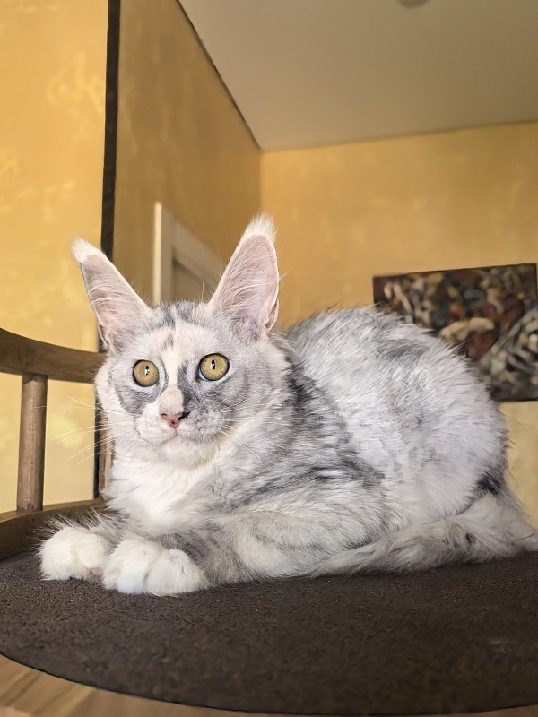 Anika Vika Akbars - Kitten maine-coon 3 months 3.5 weeks