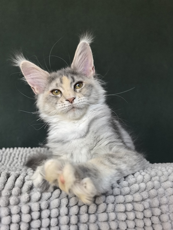 Alanna Akbars - Kitten maine-coon 3 months