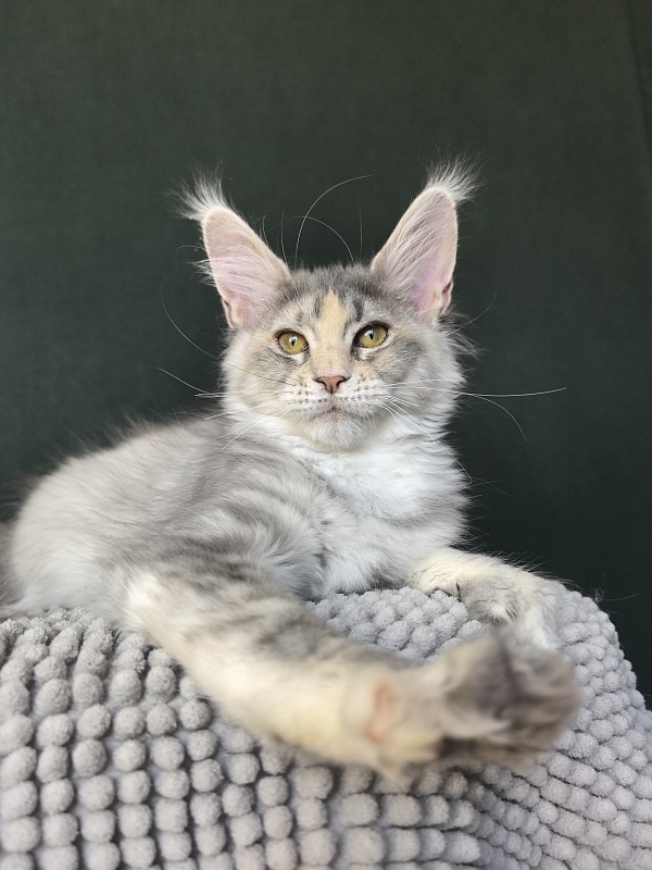 Alanna Akbars - Kitten maine-coon 3 months