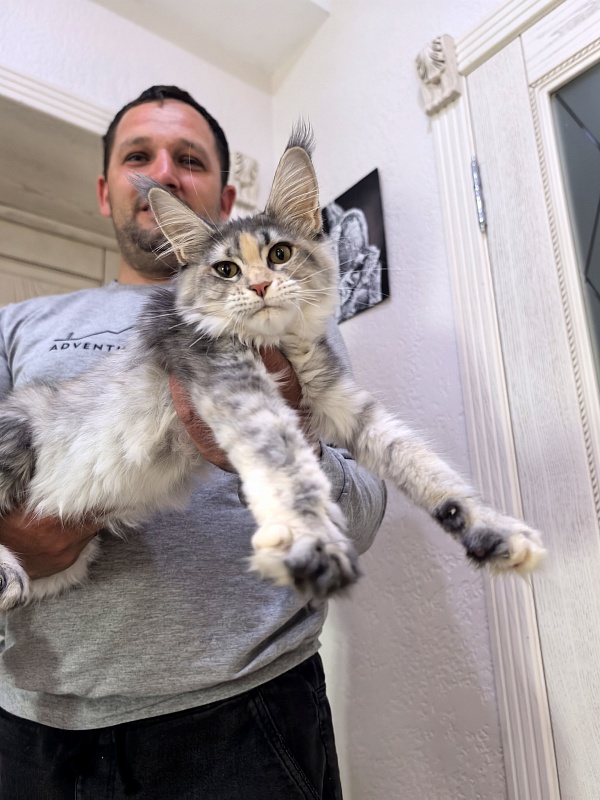Alanna Akbars - Kitten maine-coon 4 months 1.5 week