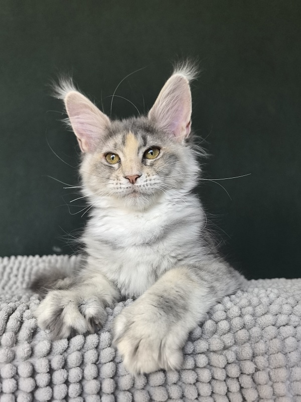 Alanna Akbars - Kitten maine-coon 3 months