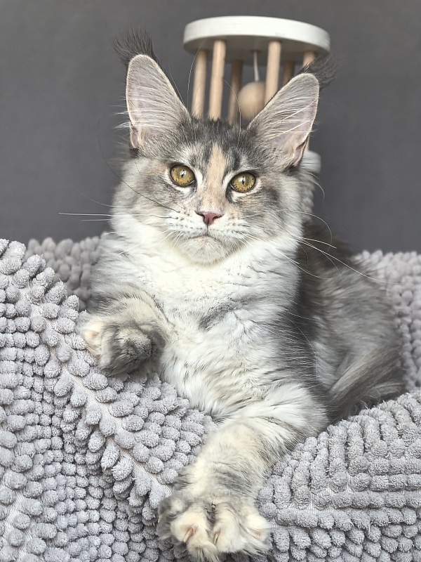 Alanna Akbars - Kitten maine-coon 4 months 1.5 week