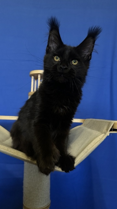 Hilary Cat Akbars  (polydactyl 77/66) - Kitten maine-coon 4.5 months