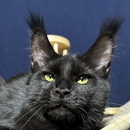Hilary Cat Akbars  (polydactyl 77/66)