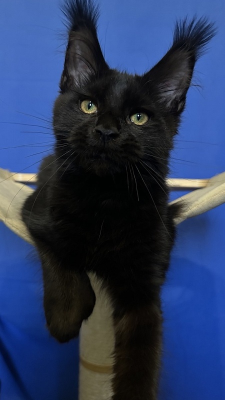 Hilary Cat Akbars  (polydactyl 77/66) - Kitten maine-coon 4.5 months
