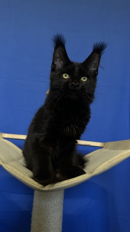 Hilary Cat Akbars  (polydactyl 77/66) - Kitten maine-coon 4.5 months