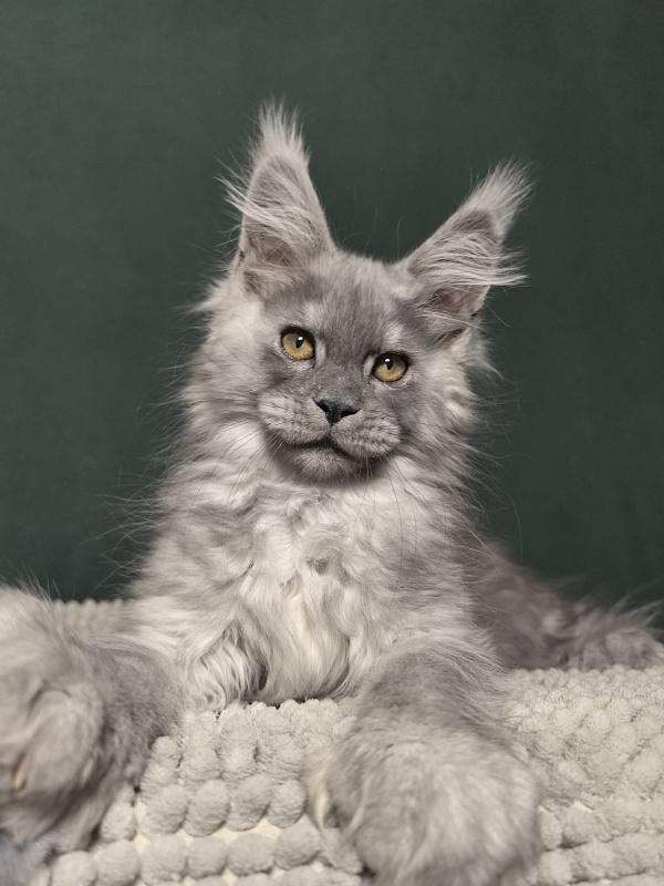 Benzo Boy Akbars (polydactyl 66/66) - Kitten maine-coon 2 months 1.5 week