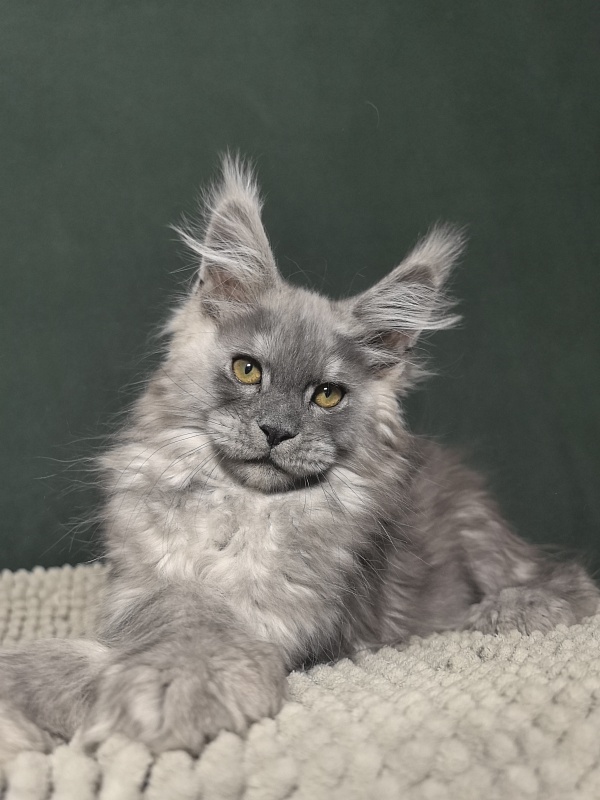 Benzo Boy Akbars (polydactyl 66/66) - Kitten maine-coon 2 months 1.5 week