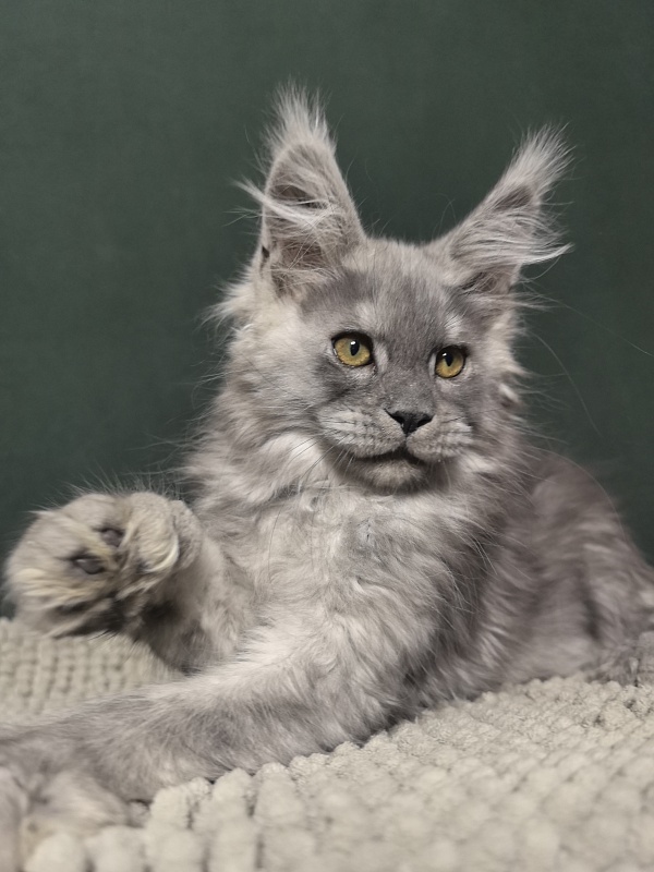 Benzo Boy Akbars (polydactyl 66/66) - Kitten maine-coon 2 months 1.5 week