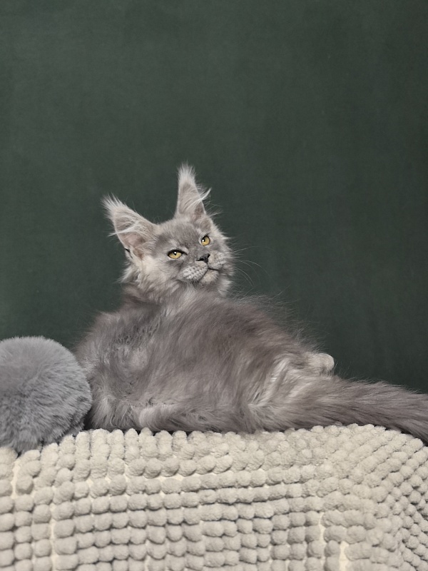 Benzo Boy Akbars (polydactyl 66/66) - Kitten maine-coon 2 months 1.5 week