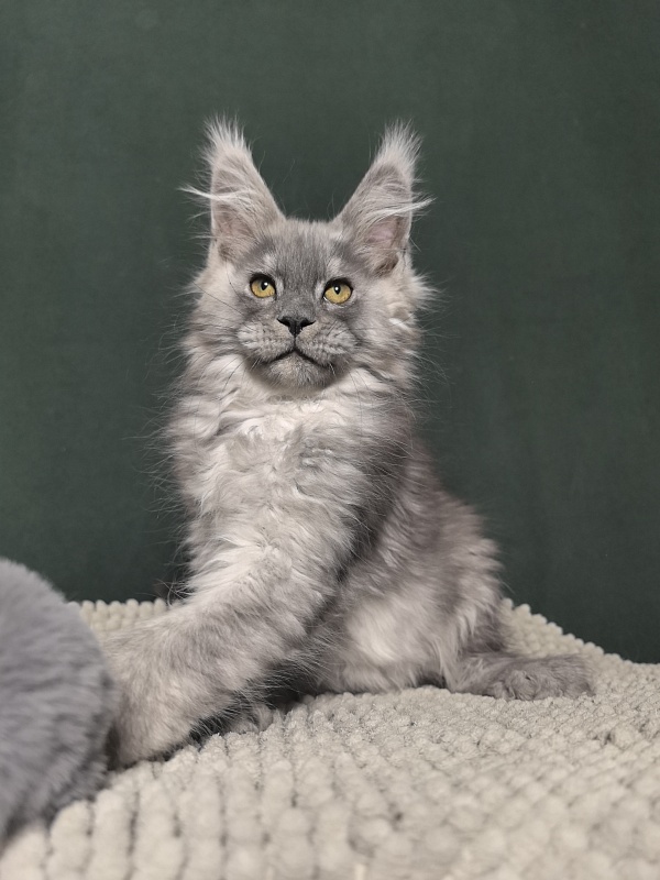 Benzo Boy Akbars (polydactyl 66/66) - Kitten maine-coon 2 months 1.5 week