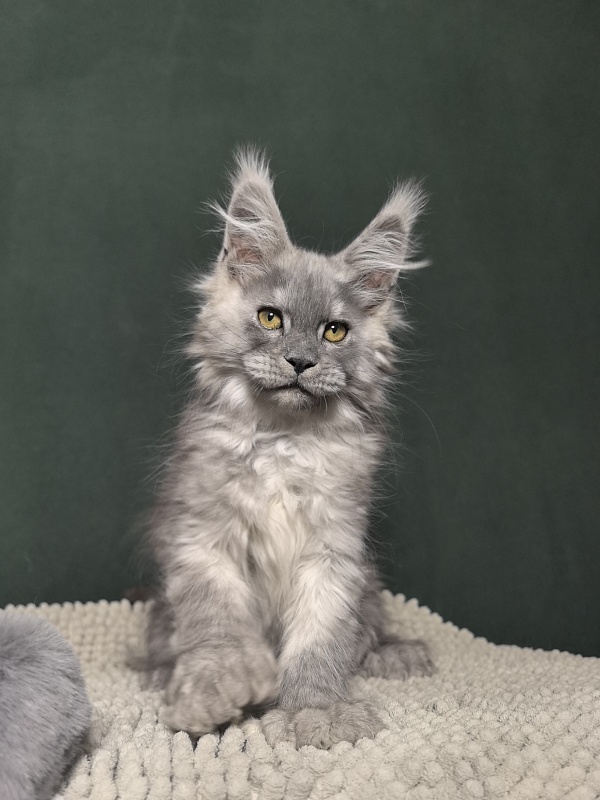 Benzo Boy Akbars (polydactyl 66/66) - Kitten maine-coon 2 months 1.5 week