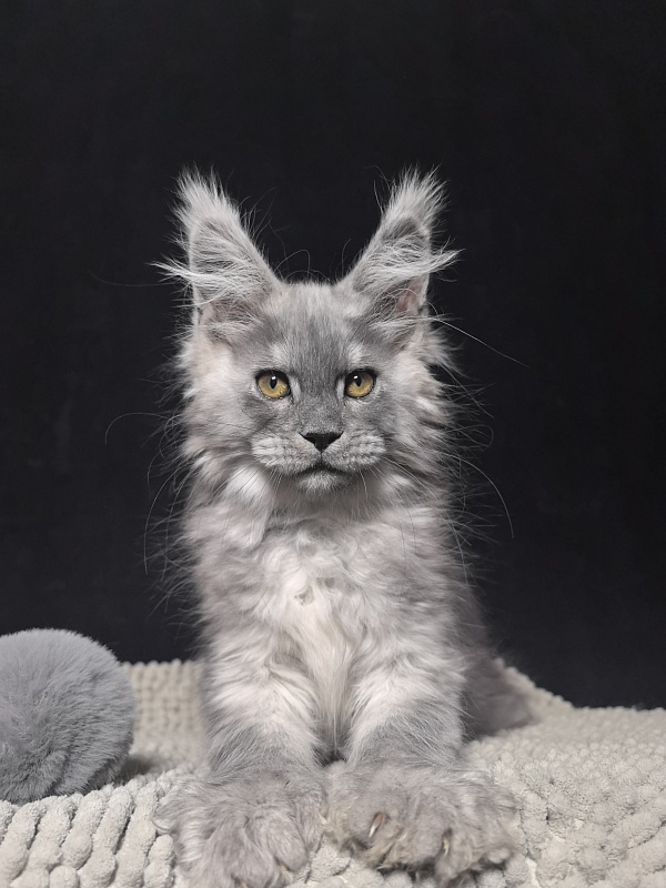 Benzo Boy Akbars (polydactyl 66/66) - Kitten maine-coon 2 months 1.5 week