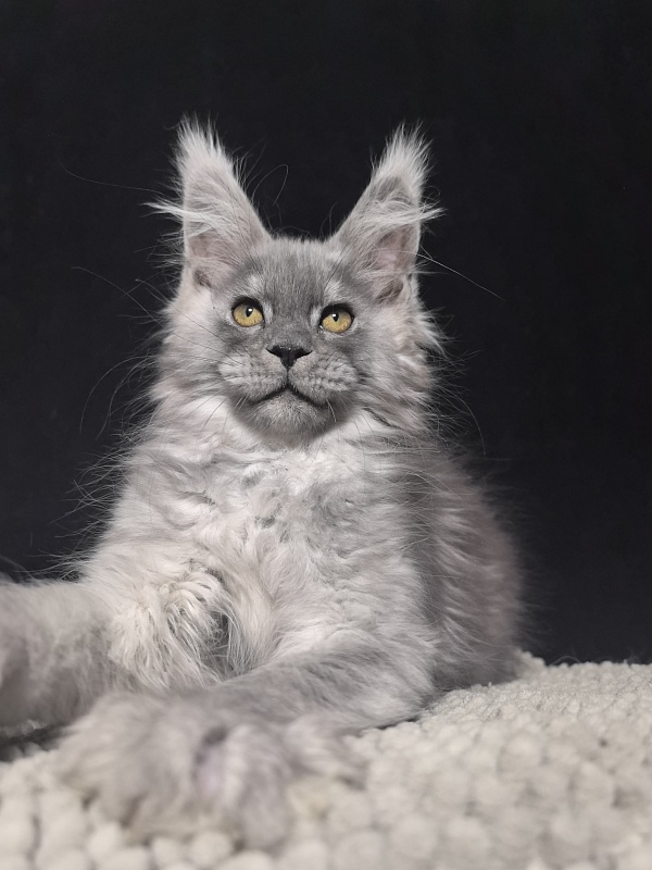 Benzo Boy Akbars (polydactyl 66/66) - Kitten maine-coon 2 months 1.5 week