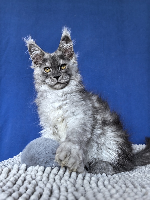 Benzo Boy Akbars (polydactyl 66/66) - Kitten maine-coon 2 months 2.5 weeks